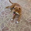 Frisky, Mâle, X Berger, né le 01/04/2025 🐶
