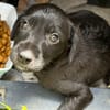 NYMEA, chiot femelle Berger Créole