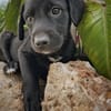 NYMEA, chiot femelle Berger Créole