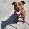 Brooklyn, femelle, Berger X Staffordshire Terrier (Décatégorisée par diagnose), née le 20/04/2022 🐶