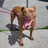 Brooklyn, femelle, Berger X Staffordshire Terrier (Décatégorisée par diagnose), née le 20/04/2022 🐶