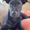 LOCKY, Chiot mâle Croisé Labrador