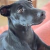 LOCKY, Chiot mâle Croisé Labrador
