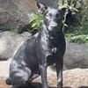 LOCKY, Chiot mâle Croisé Labrador