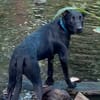 LOCKY, Chiot mâle Croisé Labrador