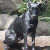 LOCKY, Chiot mâle Croisé Labrador