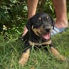 ORION, chiot mâle Berger Créole