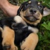 ORION, chiot mâle Berger Créole