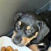 ORION, chiot mâle Berger Créole