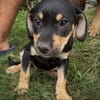 AELYS, chiot femelle Berger Créole