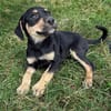 AELYS, chiot femelle Berger Créole