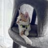 LEVI, chaton créole mâle
