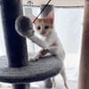 LEVI, chaton créole mâle