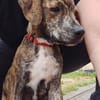 PIKA, chiot Berger Créole femelle
