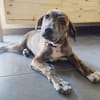 PIKA, chiot Berger Créole femelle