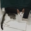TWIX , chaton mâle type européen