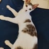 TWIX , chaton mâle type européen