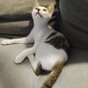 TWIX , chaton mâle type européen