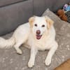 April sucht passendes Zuhause