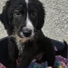 Arti möchte mit dir das Hunde 1x1 lernen