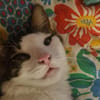 Titos aus dem Tierschutz