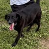 Labradormischling Pauli sucht Familie