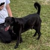 Labradormischling Pauli sucht Familie