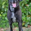 Labradormischling Pauli sucht Familie
