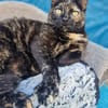 Menschenbezogene Katze Esmiralda