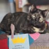 Menschenbezogene Katze Esmiralda
