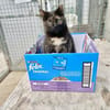 Menschenbezogene Katze Esmiralda