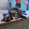 Menschenbezogene Katze Esmiralda