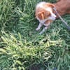 Benji, auf der Suche nach dem Glück