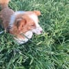Benji, auf der Suche nach dem Glück