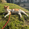 Zuhause gesucht für Lillyfee