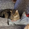 Einzelprinzessin Flia sucht ihre Familie