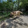 Tammy