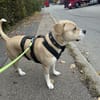 Vermittlungshilfe  Pablo