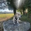 Vermittlungshilfe  Pablo