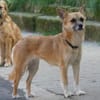 Foxy sucht Menschen mit Hundeerfahrung