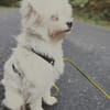 aktiver IDEFIX sucht Familie mit Hund