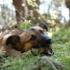 Kali - ein hübscher Quatschkopf