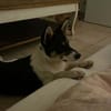 Simona - wo darf ich Zuhause sein?