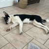 Simona - wo darf ich Zuhause sein?