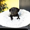 Belmondo unser kleiner Chameur...