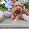 Aslan💕wartet ab dem 07.06 in PLZ 90552