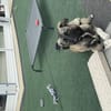 Kleine Zoe ab 04.06. auf PS in Offenburg