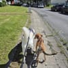 Lacta - mit wem darf ich losleben?