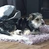 Sweety  in 59872 Meschede