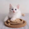 ✨️ SPICY ✨️ 🐱